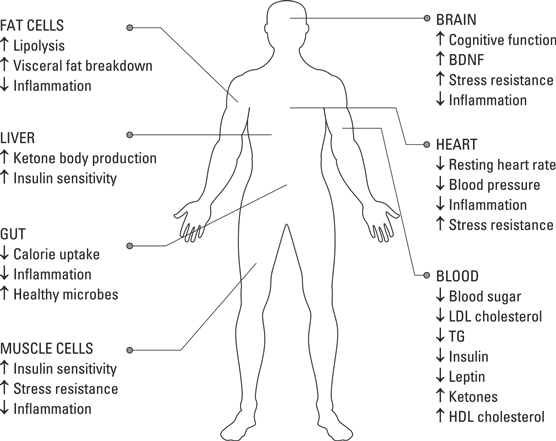 Effects of intermittent fasting 