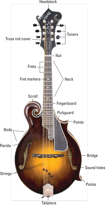 The mandolin’s anatomy.