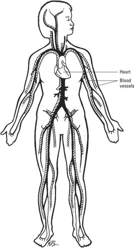 The cardiovascular system