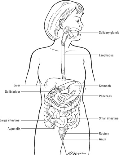 The digestive system.