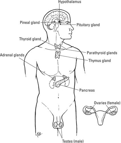 The endocrine system.