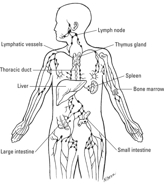 The lymphatic system