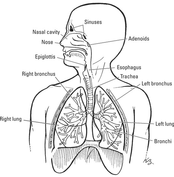 The respiratory system.