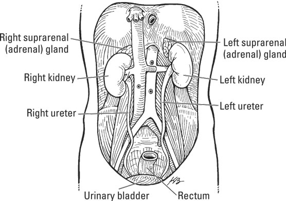 The urinary/excretory system.