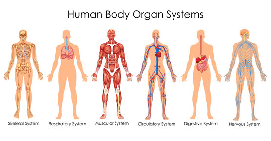 body systems