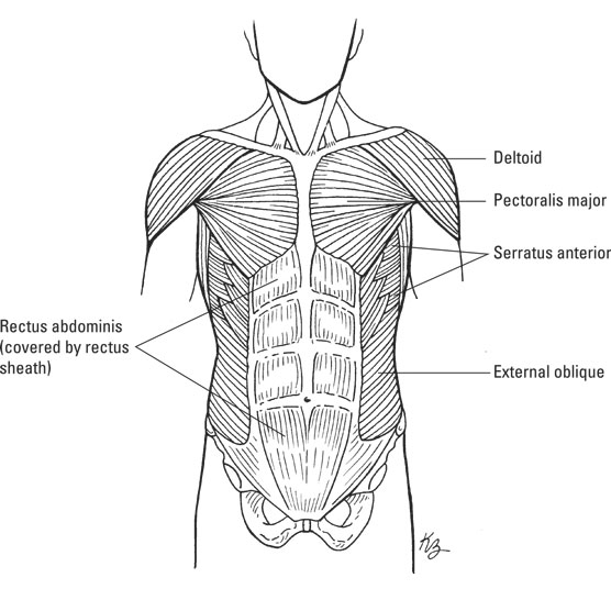 Anterior muscles of the chest and abdomen.