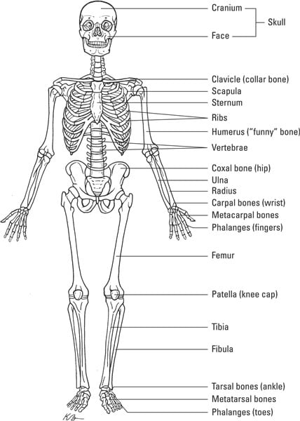 Skeletal System Diagram Labeled