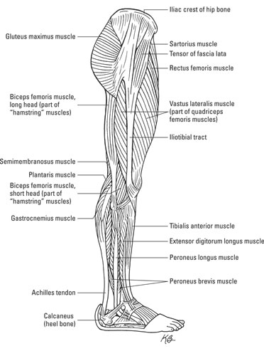 The muscles of the lower limb.