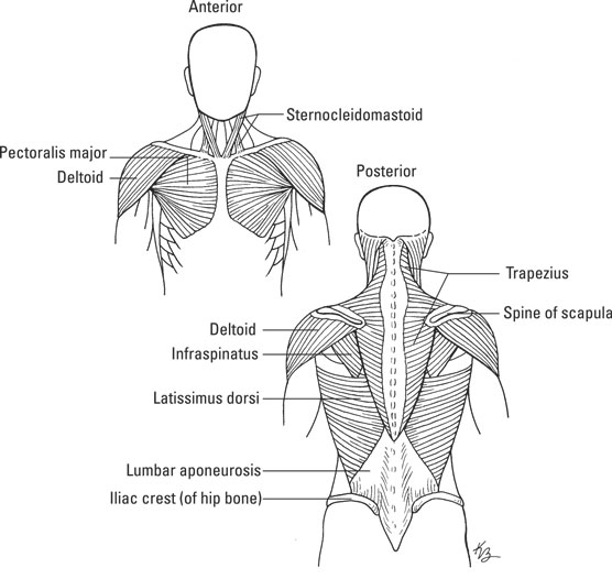 neck and shoulder muscles