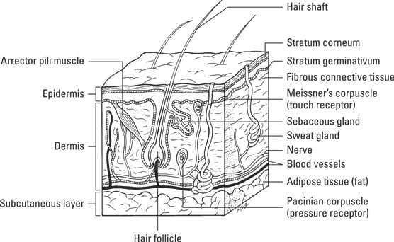 skin layers