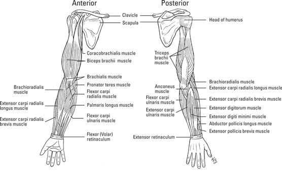 The muscles of the upper limb
