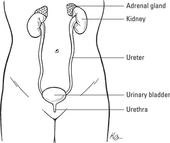 The urinary system.