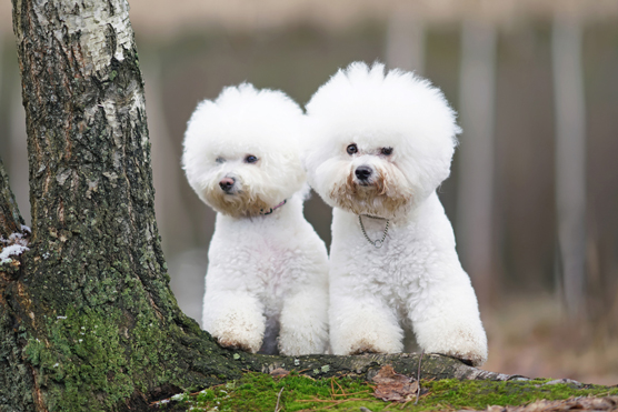 Bichon Frise