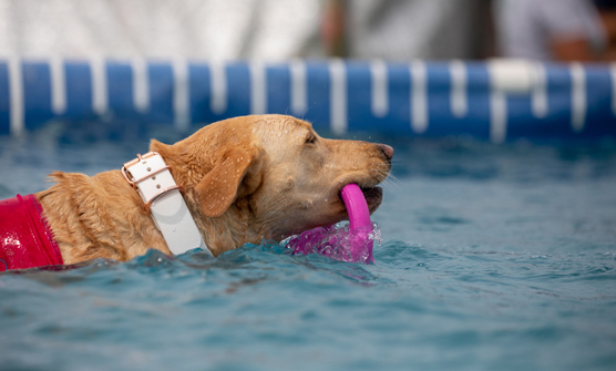 Dock diving competition