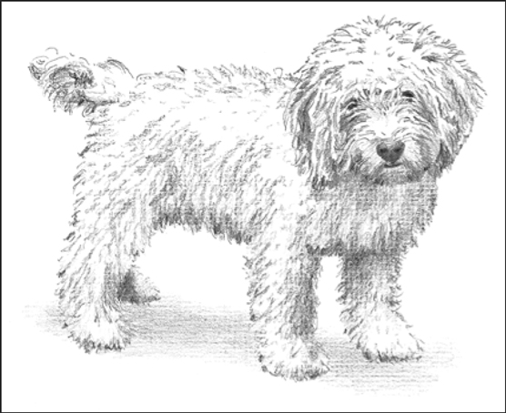 Cockapoos (Cocker Spaniel/Poodle)