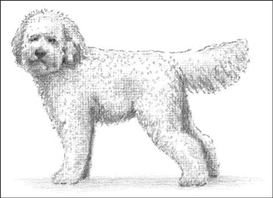 Labradoodles (Labrador Retriever/Poodle)
