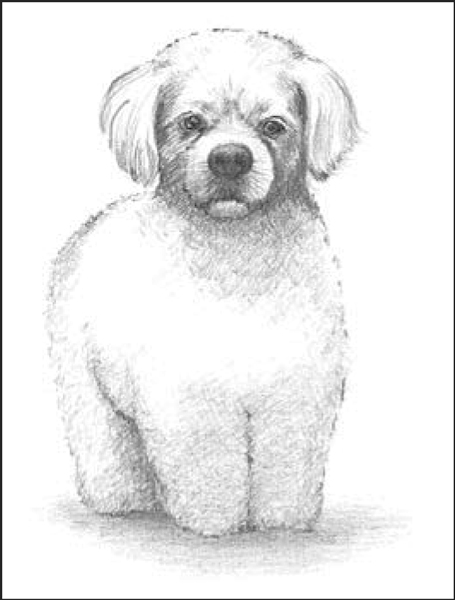 Peke-a-poos (Pekingese/Poodle)