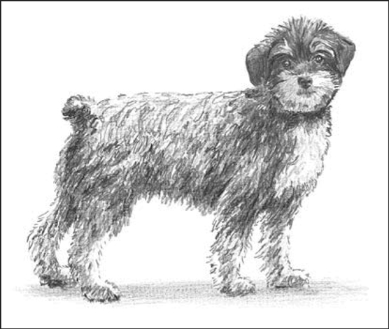 Schnoodles (Miniature Schnauzer/Poodle)