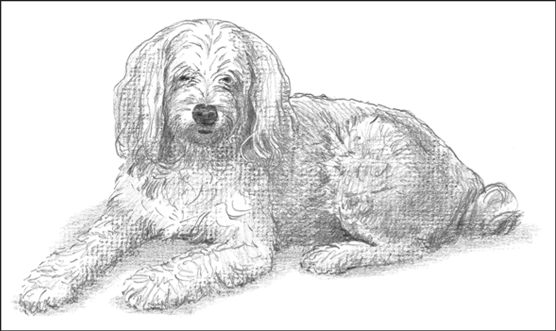 Terripoos (Terrier/Poodle)