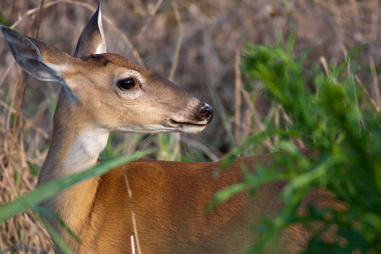 How to Photograph Nature Wildlife on the Nikon D780 - dummies