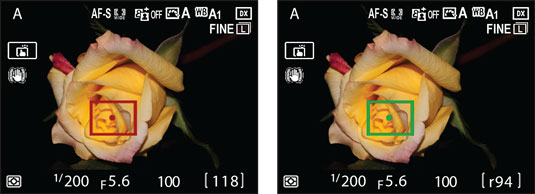 nikond-focus-frame