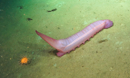 sea cucumber