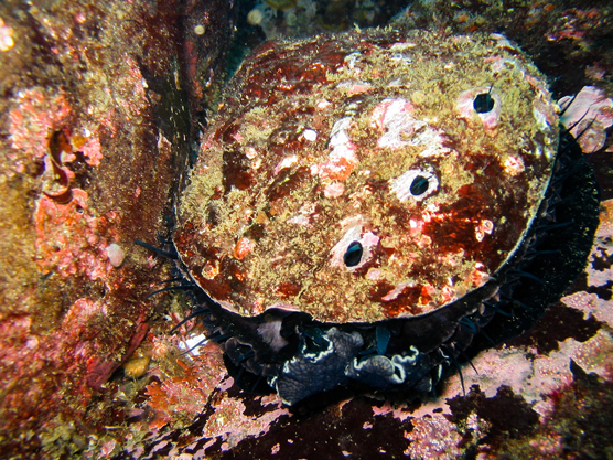 An abalone