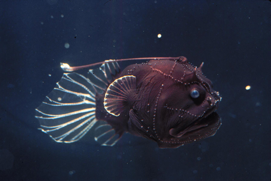 anglerfish