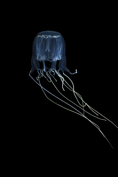 A box jellyfish.