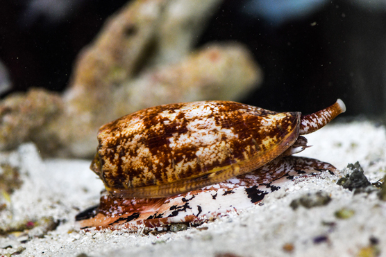 cone snail