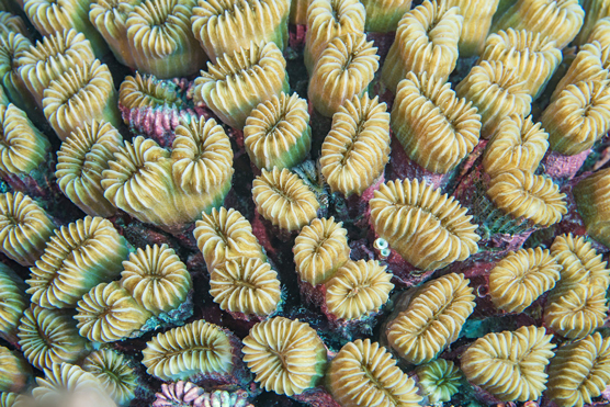 coral polyp