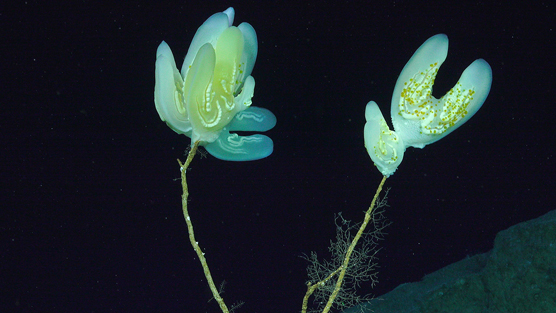 Ctenophores