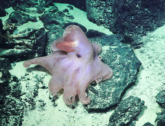 Dumbo Octopus