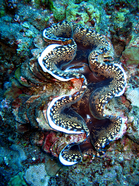 giant clam