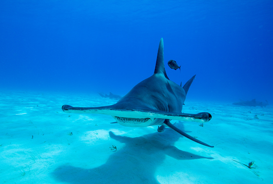 great hammerhead