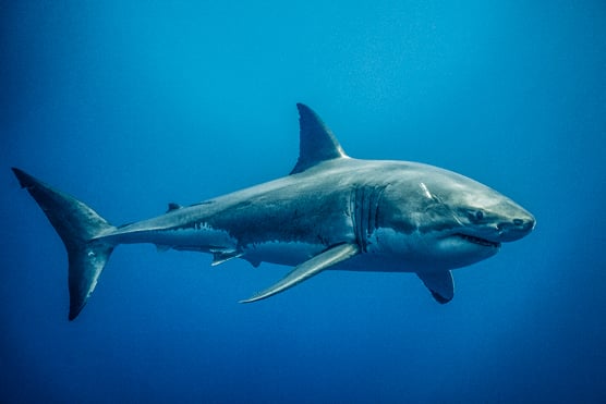 great white shark