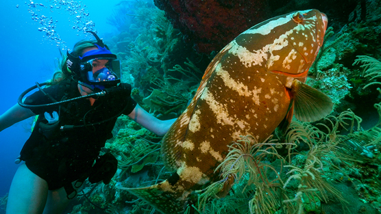 Nassau grouper