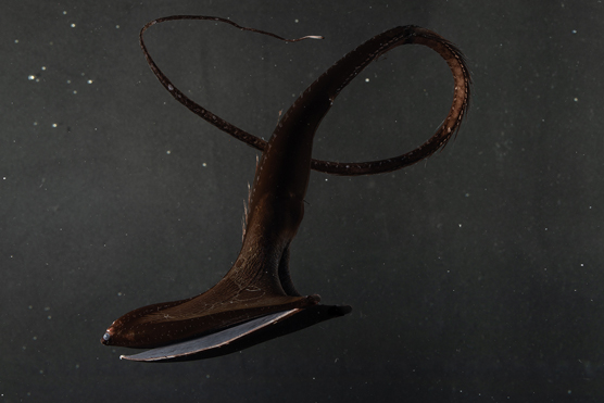 gulper eel