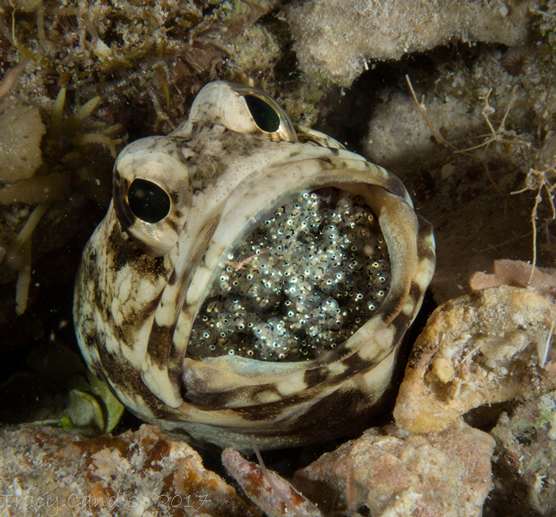 jawfish