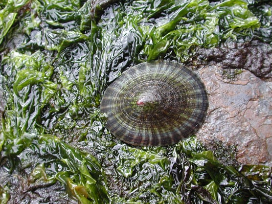 limpet