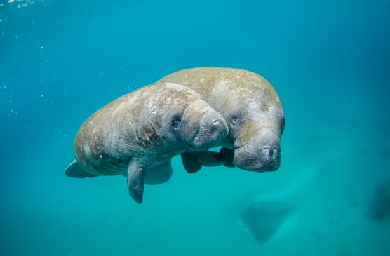 Manatee and calf