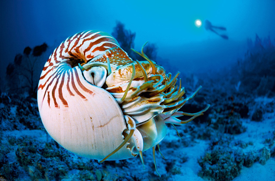 nautilus