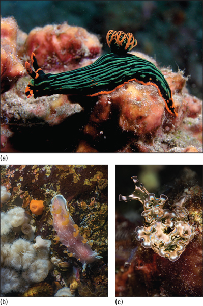 small gallery of nudibranchs