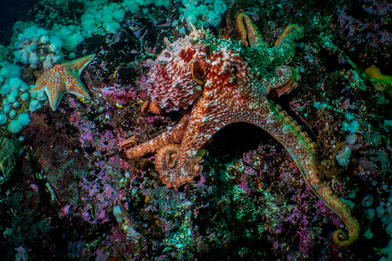 an octopus