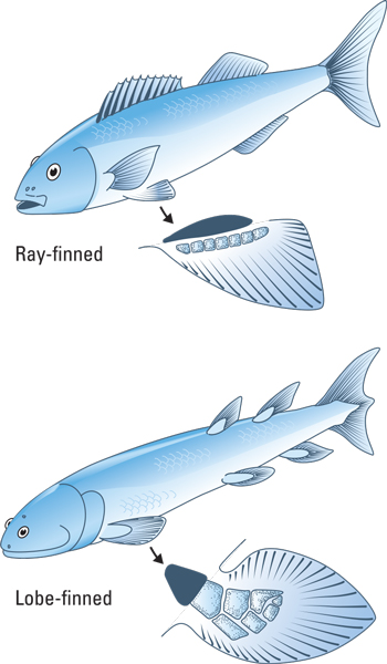 Ray-finned and lobe-finned fish compared.