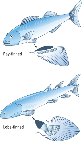 This Ancient Fish Gave the Whole Ocean the Stiff Lower Lip - The