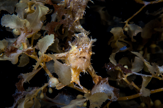 Sargassum Angler Fish