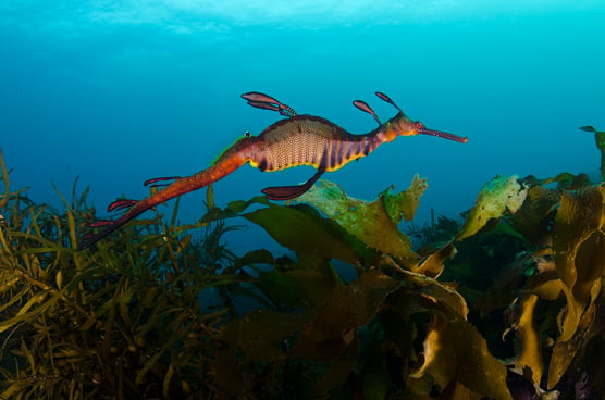 sea dragon