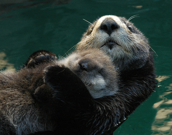 sea otters