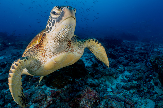 sea turtle